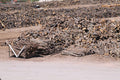 Cedar (Shaggy-Bark Juniper)